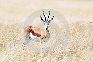 A male of black-faced impala