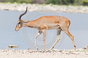 Male black-faced impala (Aepyceros melampus petersi)
