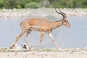 Male black-faced impala (Aepyceros melampus petersi)