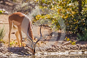 A male black-faced impala Aepyceros melampus petersi drinking at a water hole, Ongava Private Game Reserve  neighbour of Etosha