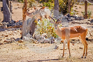 A male black-faced impala Aepyceros melampus petersi looking at the camera, Ongava Private Game Reserve  neighbour of Etosha,