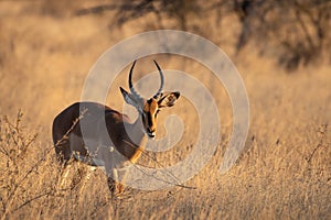 A male black-faced impala Aepyceros melampus petersi looking, Ongava Private Game Reserve  neighbour of Etosha, Namibia.