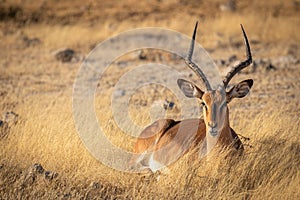 A male black-faced impala ( Aepyceros Melampus petersi) lying down in beautiful light, Etosha National Park, Namibia.