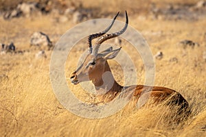 A male black-faced impala ( Aepyceros Melampus petersi) lying down in beautiful light, Etosha National Park, Namibia.