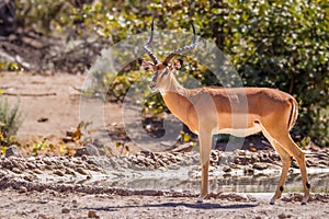 A male black-faced impala Aepyceros melampus petersi standing, Ongava Private Game Reserve  neighbour of Etosha, Namibia.