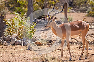 A male black-faced impala Aepyceros melampus petersi standing, Ongava Private Game Reserve  neighbour of Etosha, Namibia.