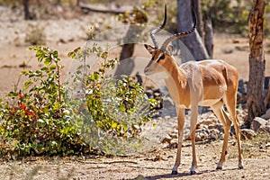 A male black-faced impala Aepyceros melampus petersi standing, Ongava Private Game Reserve  neighbour of Etosha, Namibia.