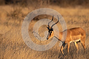 A male black-faced impala Aepyceros melampus petersi walking, Ongava Private Game Reserve neighbour of Etosha, Namibia.