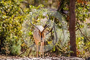 A male black-faced impala Aepyceros melampus petersi walking towards us, Ongava Private Game Reserve  neighbour of Etosha, Nam