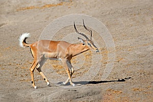 Male black-faced impala antelope - Etosha National Park