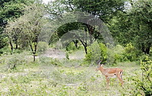 A male black-faced impala antelopes Aepyceros melampus