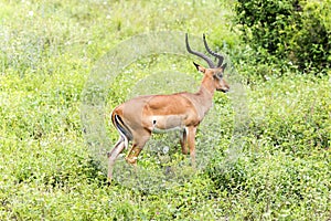 A male black-faced impala antelopes Aepyceros melampus