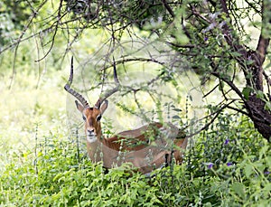 A male black-faced impala antelopes (Aepyceros melampus)