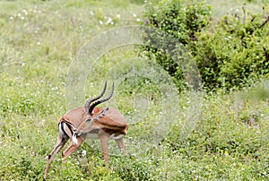 A male black-faced impala antelopes (Aepyceros melampus)