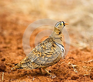 The male Black-faced Sandgrouse