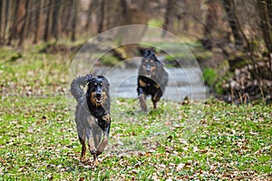 male black and gold Hovie dog hovawart two youngsters chasing each other