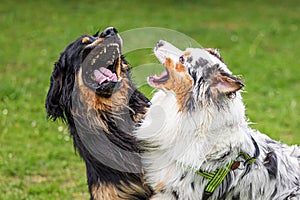 male black and gold Hovie dog hovawart want to bite with an Australian Shepherd Dog