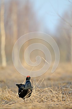 Male Black grouse at courtship place