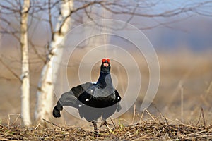 Male Black grouse at courtship place