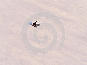 Male Black Grouse Lyrurus tetrix