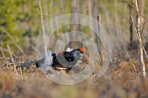 Male Black Grouses at swamp courting place early in the morning