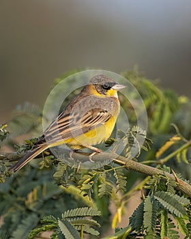 Male Black-headed bunting or Emberiza melanocephala observed near Nalsarovar