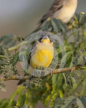 Male Black-headed bunting or Emberiza melanocephala observed near Nalsarovar