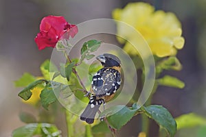 Male Black Headed Grosbeak, Heucticus melanocephalus, on rose bu