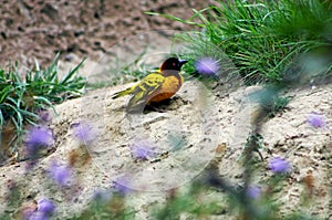 Male Black-headed Weaver, Ploceus melanocephalus