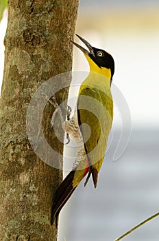 Male Black-headed Woodpecker