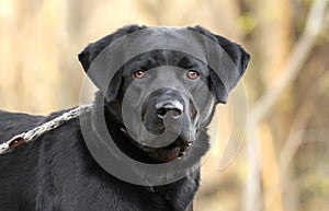 Male Black Labrador Retriever dog outside on leash