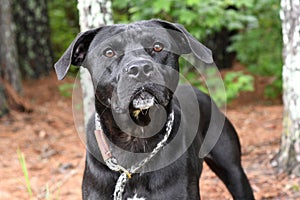 Male Black Labrador Retriever mix breed dog outside on leash