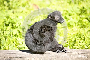 Male Black lemur, Eulemur m. macaco photo