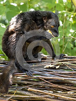 male Black Lemur, Eulemur m. Macaco, sits on a branch and eats fruit photo