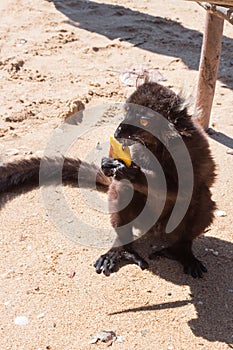 Male Black lemur Eulemur macaco climbing on a wooden log eating a banana, Madagascar photo