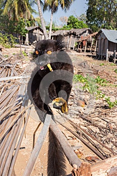 Male Black lemur Eulemur macaco climbing on a wooden log eating a banana, Madagascar photo