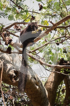 Male Black lemur Eulemur macaco sitting eating a banana, Madagascar photo