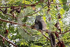 Male Black lemur Eulemur macaco sitting eating a banana, Madagascar photo