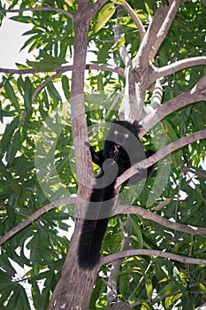Male Black lemur Eulemur macaco sitting in a tree eating a banana, Madagascar photo
