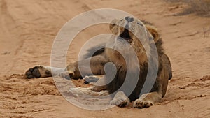 Male black-maned lion roars in Kgalagadi Transfrontier Park, Botswana, Africa