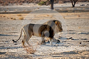 Black-maned Lion