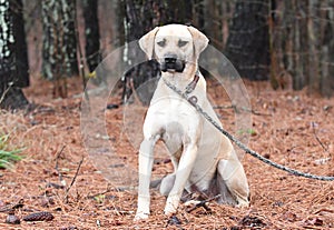Male Black Mouth Cur hound mix dog outside on a leash