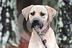 Male Black Mouth Cur hound mix dog sitting down outside on a leash