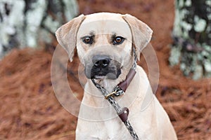 Male Black Mouth Cur hound mix dog sitting down outside on a leash