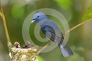 Male black-nape monarch