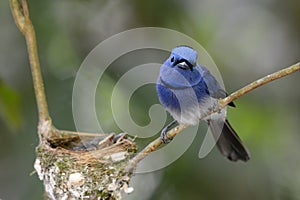 Male black-nape monarch