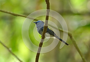 Male black-nape monarch