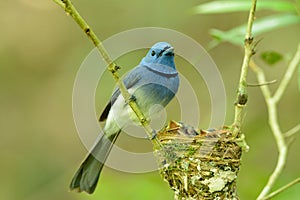 Male black-nape monarch