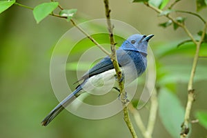 Male black-nape monarch