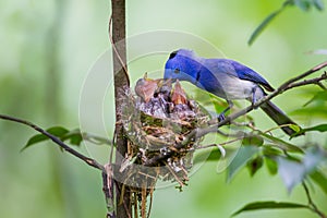 Male Black-naped monarch (Hypothymis azurea)